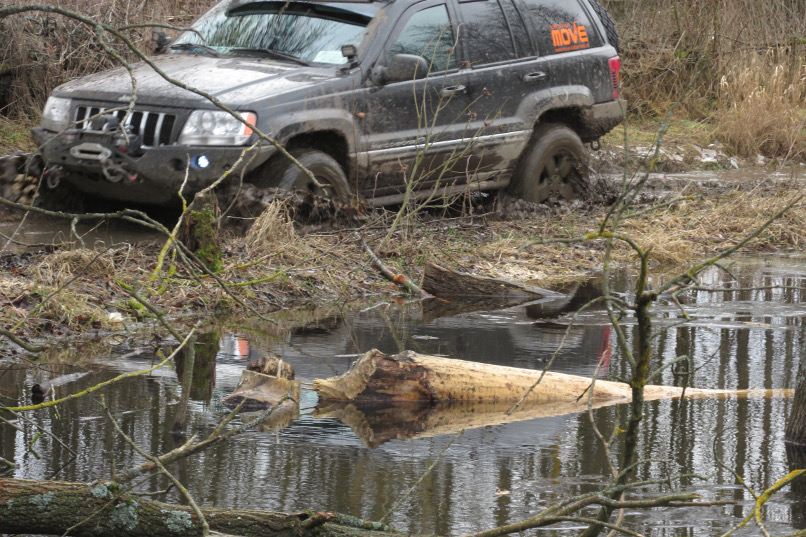 Biberspuren auf dem offroadweg