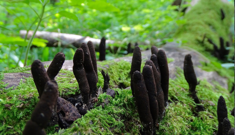 Im Urwald lebt auch Kleines