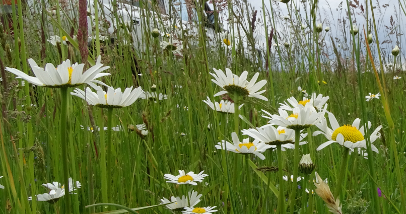 Sommerlich bluehende Margaritenwiese