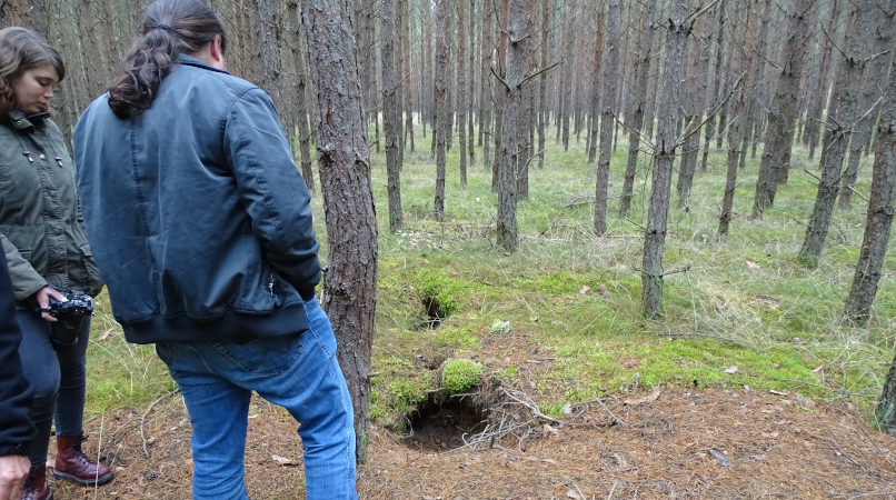 Ungenutzte Wolfshöhle im Kiefernforst